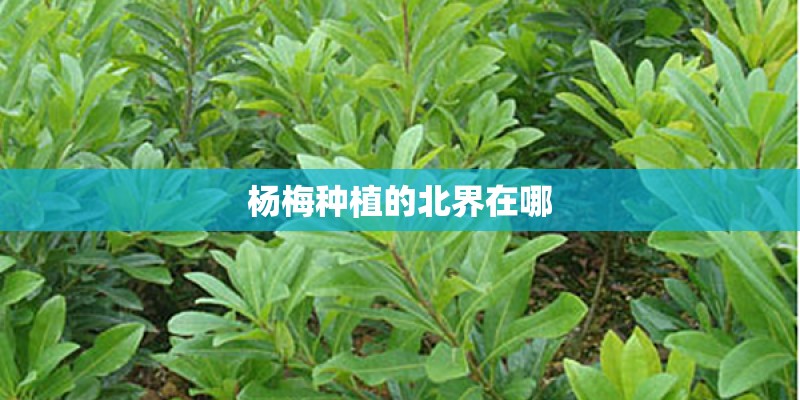 杨梅种植的北界在哪