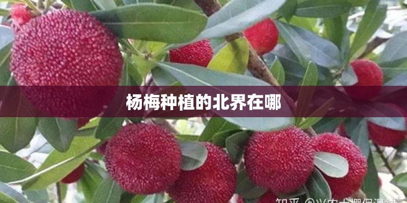 杨梅种植的北界在哪