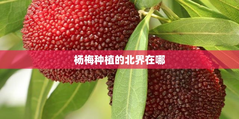 杨梅种植的北界在哪