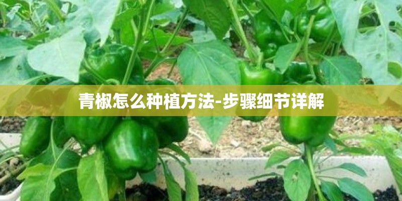 青椒怎么种植方法-步骤细节详解