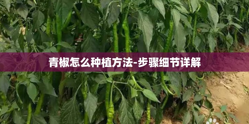 青椒怎么种植方法-步骤细节详解