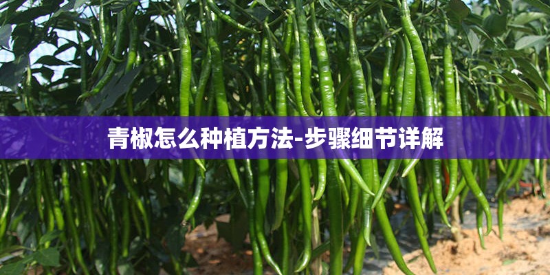 青椒怎么种植方法-步骤细节详解