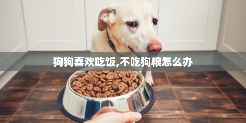狗狗喜欢吃饭,不吃狗粮怎么办