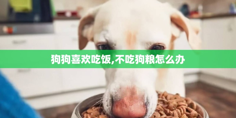 狗狗喜欢吃饭,不吃狗粮怎么办