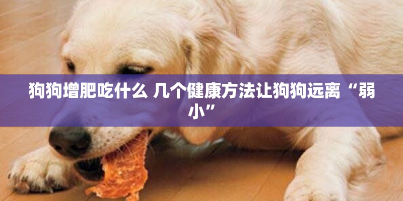 狗狗增肥吃什么 几个健康方法让狗狗远离“弱小”