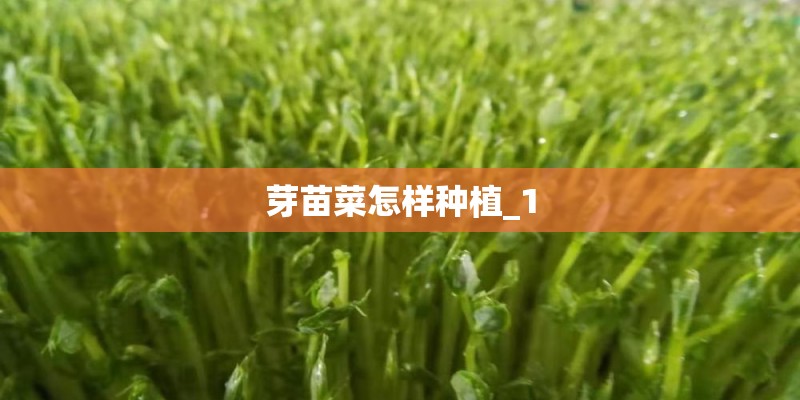 芽苗菜怎样种植_1