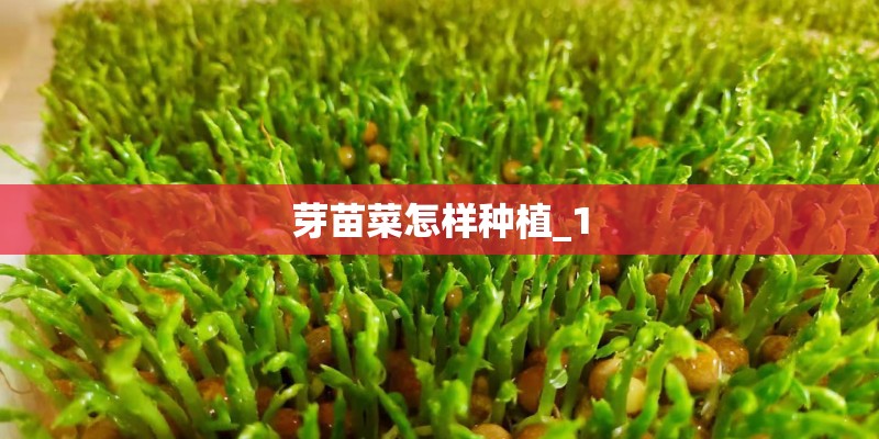 芽苗菜怎样种植_1