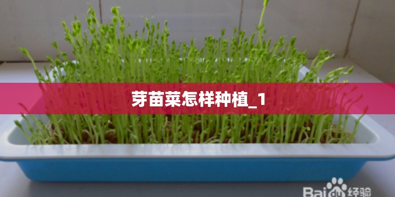 芽苗菜怎样种植_1