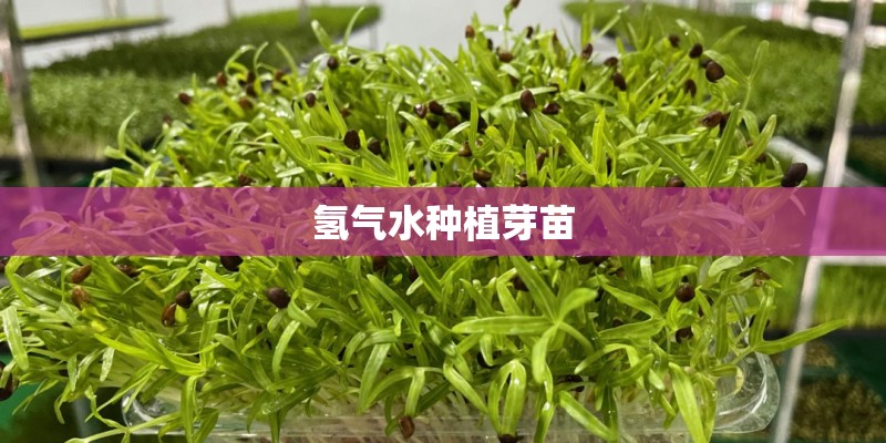 氢气水种植芽苗