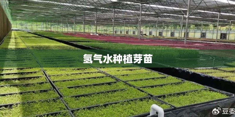 氢气水种植芽苗