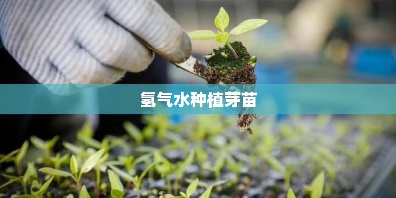 氢气水种植芽苗
