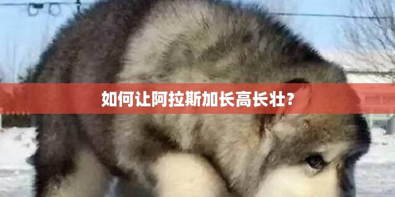 如何让阿拉斯加长高长壮？