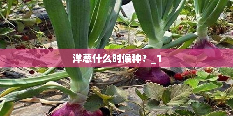 洋葱什么时候种？_1