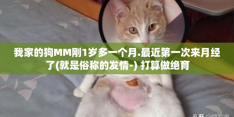我家的狗MM刚1岁多一个月.最近第一次来月经了(就是俗称的发情-) 打算做绝育