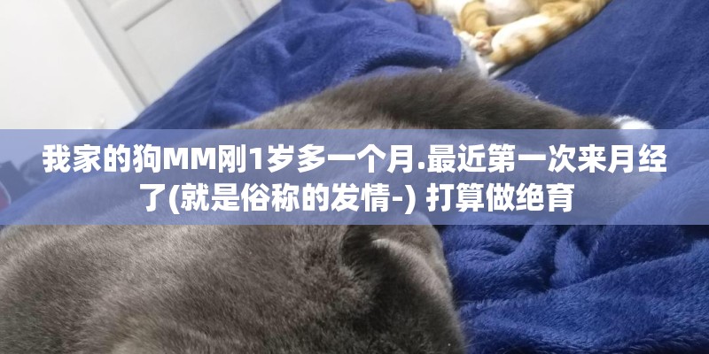 我家的狗MM刚1岁多一个月.最近第一次来月经了(就是俗称的发情-) 打算做绝育