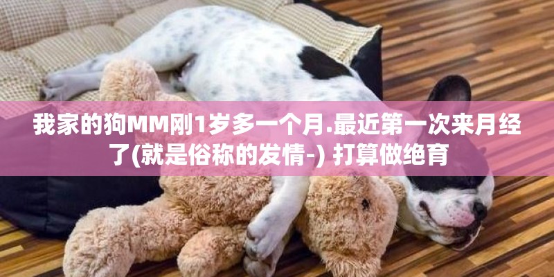 我家的狗MM刚1岁多一个月.最近第一次来月经了(就是俗称的发情-) 打算做绝育
