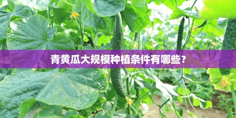 青黄瓜大规模种植条件有哪些？