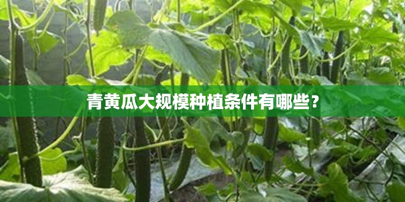 青黄瓜大规模种植条件有哪些？