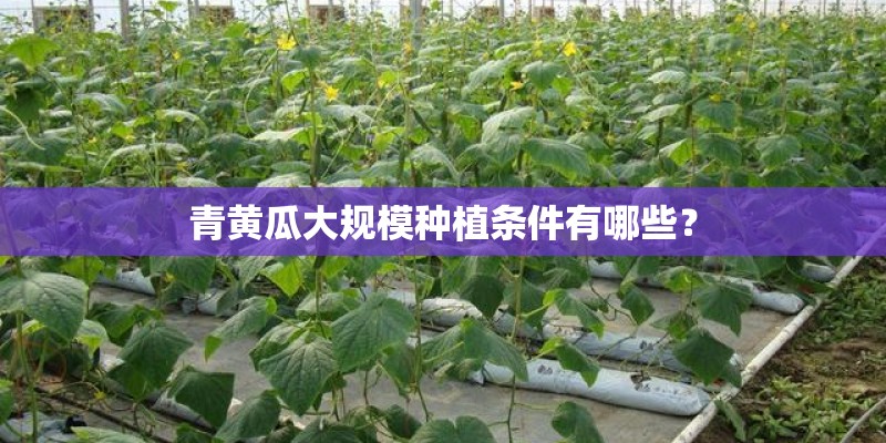 青黄瓜大规模种植条件有哪些？