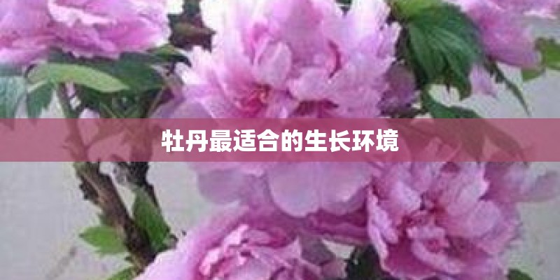 牡丹最适合的生长环境