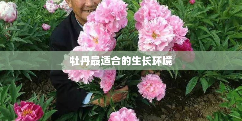 牡丹最适合的生长环境