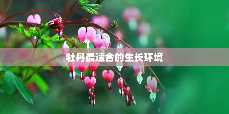 牡丹最适合的生长环境