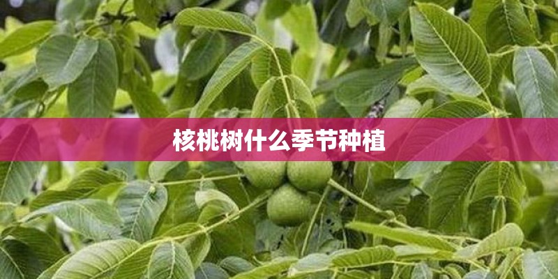 在花园种植哪些植物比较适合