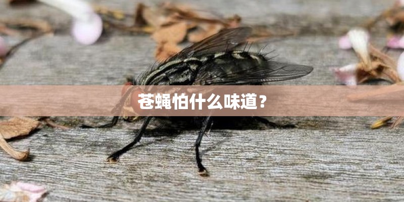 苍蝇怕什么味道？
