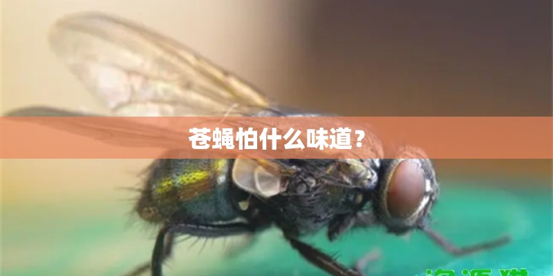 苍蝇怕什么味道？