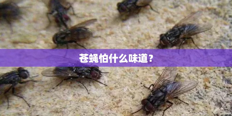 苍蝇怕什么味道？