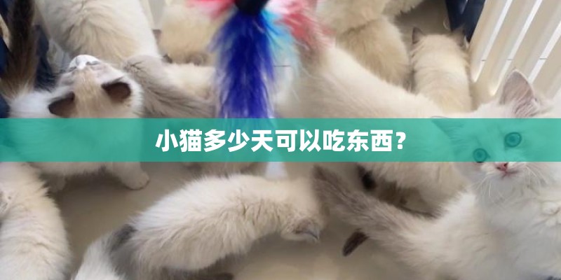 小猫多少天可以吃东西？