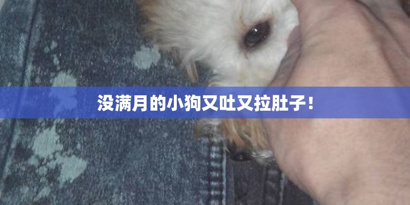 没满月的小狗又吐又拉肚子！