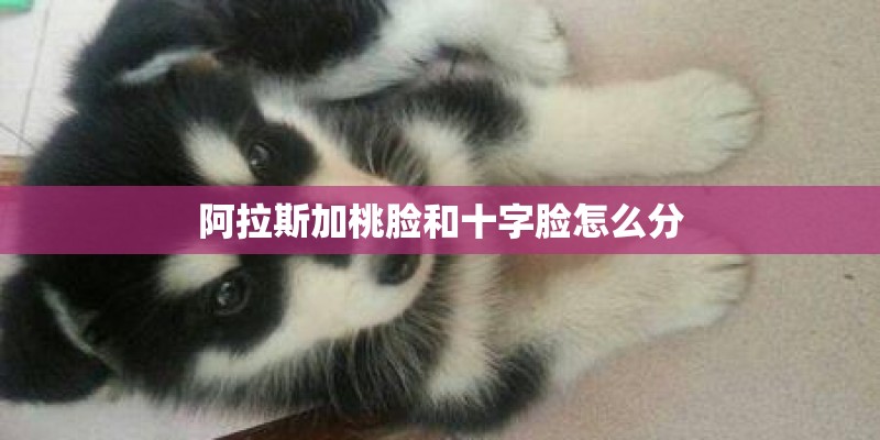 阿拉斯加桃脸和十字脸怎么分