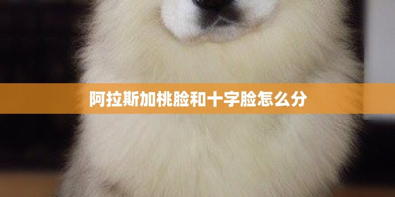 阿拉斯加桃脸和十字脸怎么分
