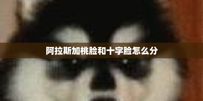 阿拉斯加桃脸和十字脸怎么分
