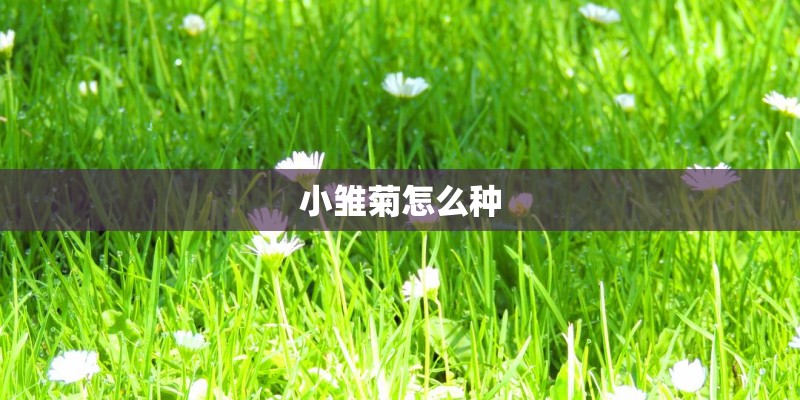 小雏菊怎么种