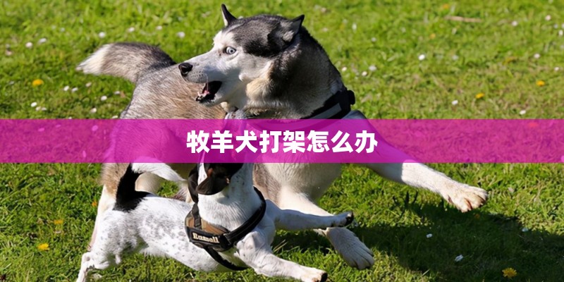 牧羊犬打架怎么办