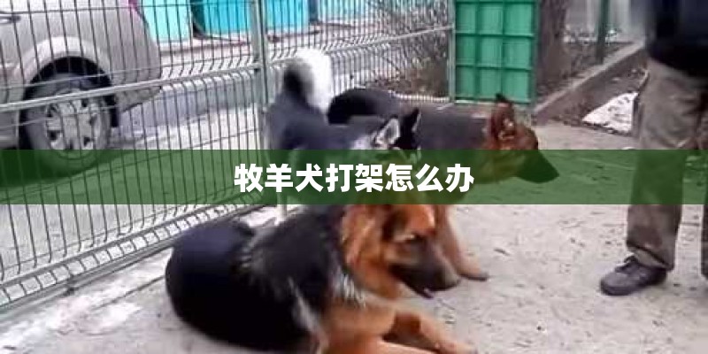 牧羊犬打架怎么办