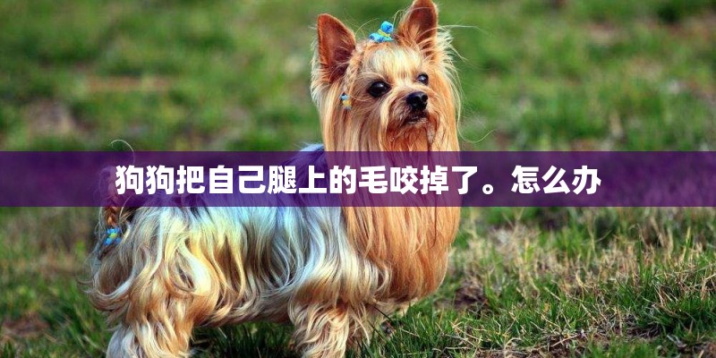 狗狗把自己腿上的毛咬掉了。怎么办