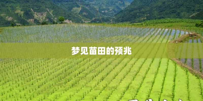 梦见苗田的预兆