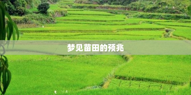 梦见苗田的预兆