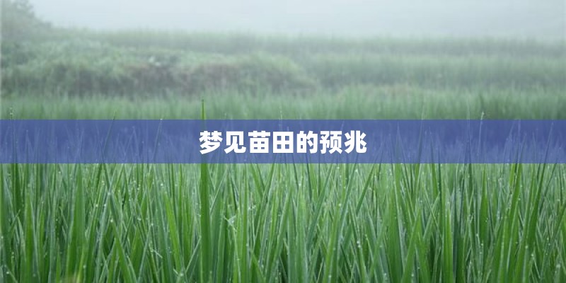 梦见苗田的预兆