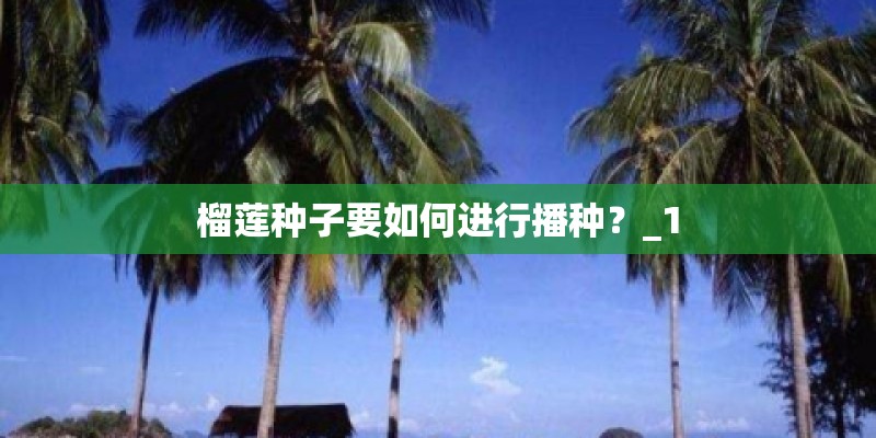 榴莲种子要如何进行播种？_1
