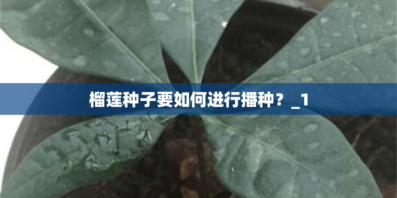 榴莲种子要如何进行播种？_1