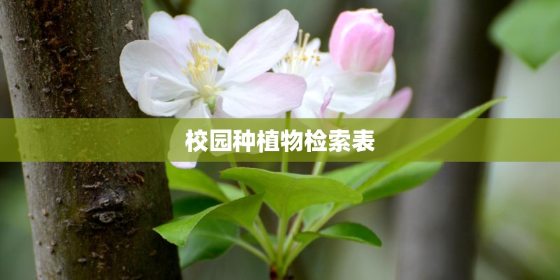 校园种植物检索表