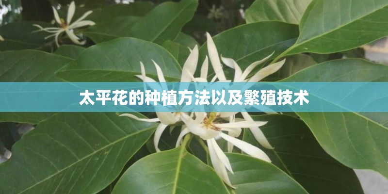 太平花的种植方法以及繁殖技术
