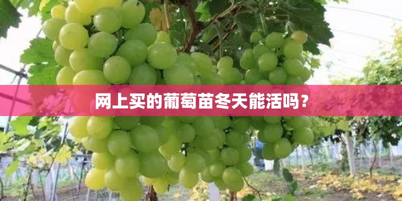 网上买的葡萄苗冬天能活吗？