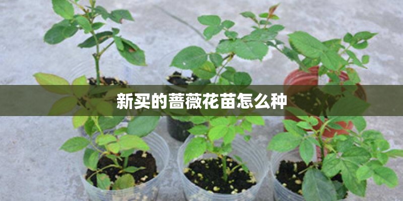 采薇(节选)翻译
