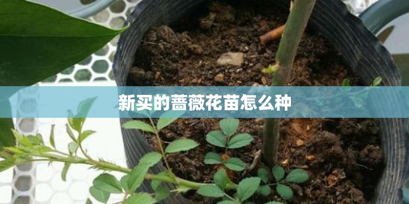 新买的蔷薇花苗怎么种