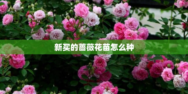 新买的蔷薇花苗怎么种
